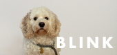 BLINK ����åץ꡼���塢���顼(����)�������ץ꡼�ɡø����å�����HAU