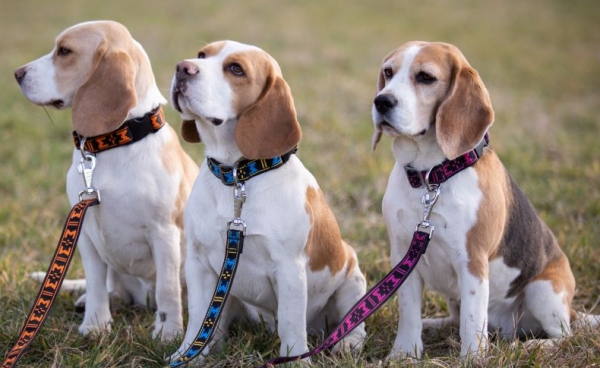 マンマット スタンダードバックルカラー MANMAT（犬用首輪）｜中型犬、大型犬に人気のスタンダード首輪｜犬グッズ通販HAU