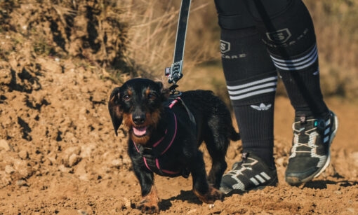 マンマット バンジーライン with ALUスナップフック MANMAT｜お散歩におすすめの犬用リード｜犬グッズ通販HAU